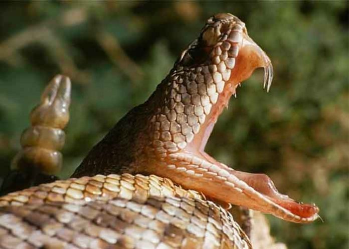 Extraña cobra de dos cabezas es encontrada en la India (FOTO)