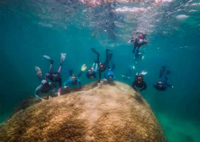 Submarinistas hallan un coral gigante de 400 años en Australia