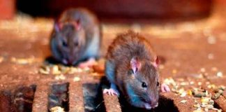 Estudio revela que variante Beta del COVID-19 afecta a ratones