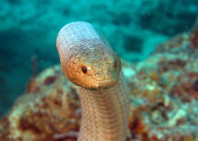 Serpientes marinas atacan a los buzos porque los ven como parejas sexuales
