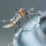 Honduras: Salud registra una baja del 50% en casos de dengue