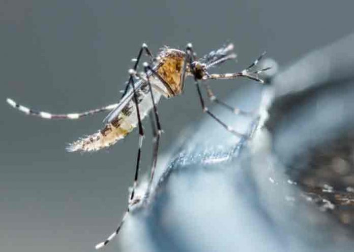 Honduras: Salud registra una baja del 50% en casos de dengue