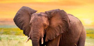 Los elefantes son los más grandes de la tierra