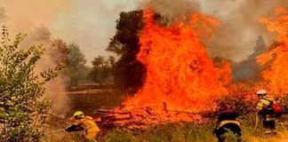 Bomberos luchan con un incendio forestal