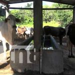 Inseminación bovina fortalece el hato ganadero en la Isla de Ometepe / FOTO / TN8