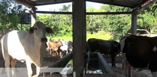 Inseminación bovina fortalece el hato ganadero en la Isla de Ometepe / FOTO / TN8