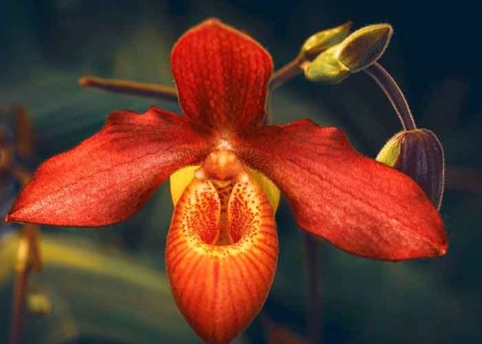 Imagen referencial de una orquídea / FOTO / Pixabay