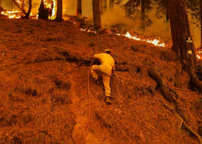 Foto: Dixie se convierte en el mayor incendio forestal activo en EE.UU. / Reuters
