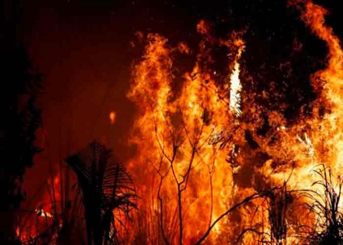 287 grandes incendios acaban poco a poco con la Amazonía en 2021