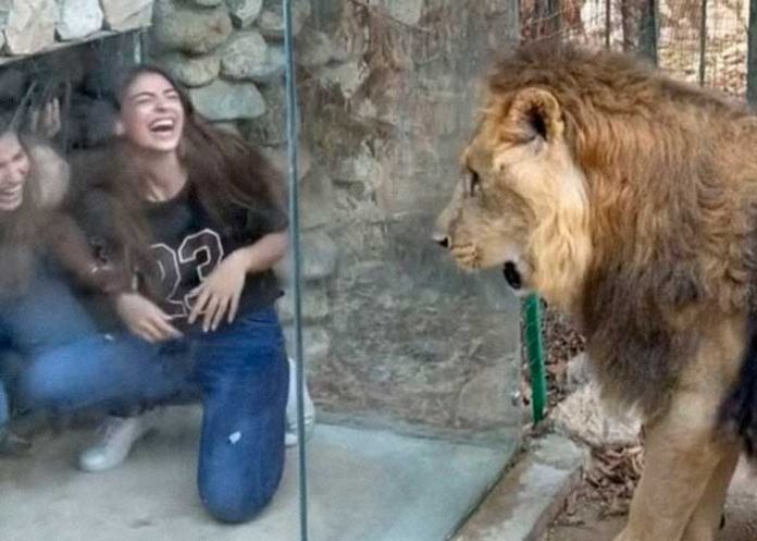Chicas burlándose de León en zoológico del Líbano