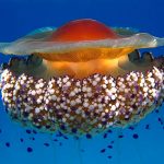 Esta es la medusa que sobrevivirá al calentamiento global