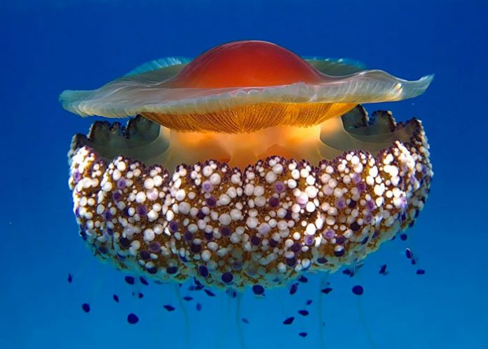 Esta es la medusa que sobrevivirá al calentamiento global