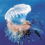 Foto: Hallan pez entero en el interior de una medusa muerta / Referencia