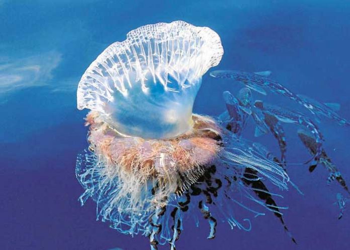 Foto: Hallan pez entero en el interior de una medusa muerta / Referencia
