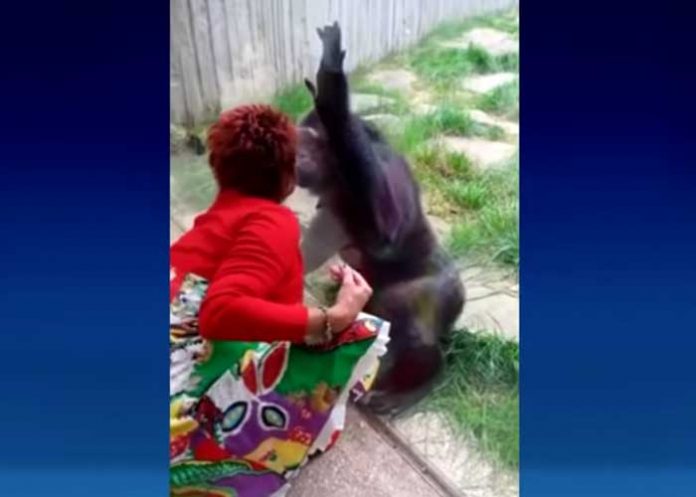 Prohíben entrada al zoo a mujer que tuvo 'aventura' con un mono