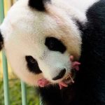 Zoológico de Singapur cría el primer cachorro de panda