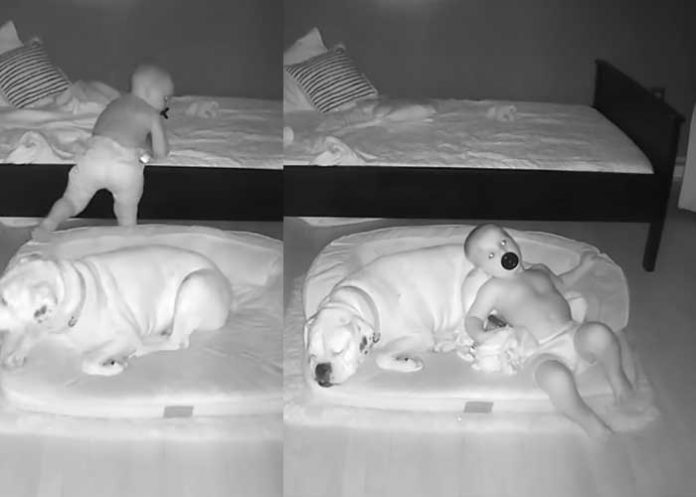Niño con falla cardíaca prefiere dormir con su perro que en su cuna
