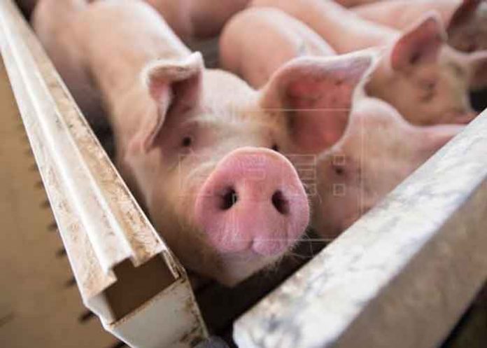 El Salvador prohíben ingreso de carne de cerdo por brote de peste porcina