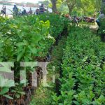 Foto: Entregan bono de plantas frutales en Nandaime / TN8