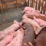 Detectan 11 provincias con peste porcina africana en República Dominicana