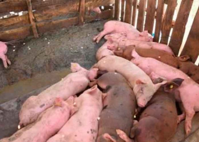 Detectan 11 provincias con peste porcina africana en República Dominicana