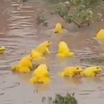 Decenas de ranas amarillas invaden charcos de la India