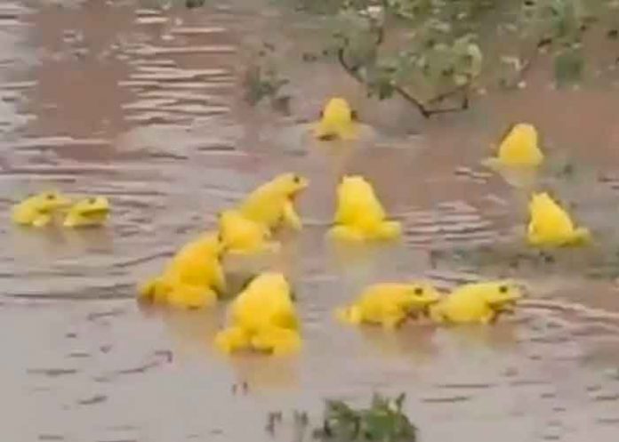 Decenas de ranas amarillas invaden charcos de la India