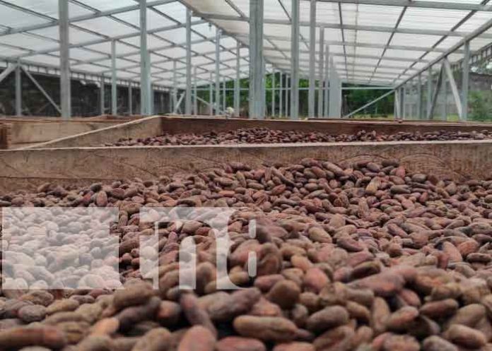 Cooperativas de cacao en Siuna