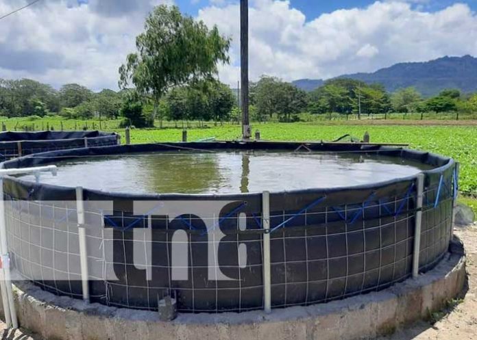 Inauguración de estanques de peces tilapia en Jinotega