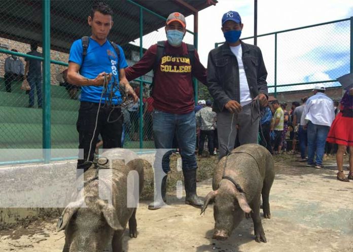 Familias reciben bonos de cerdos en Jalapa, Nueva Segovia