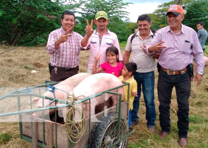 El Sistema de Producción realizó la entrega de Bonos de Cerdas en Matagalpa