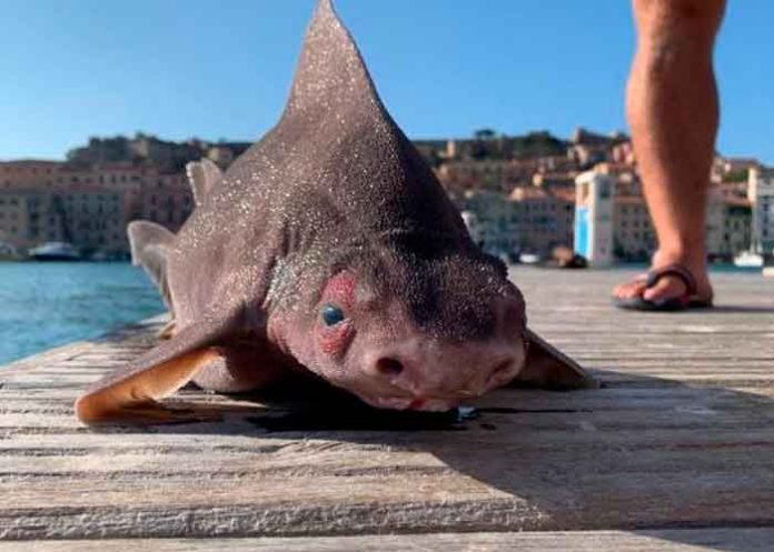 Cuerpo de tiburón y cabeza de cerdo: el extraño pez hallado en Italia