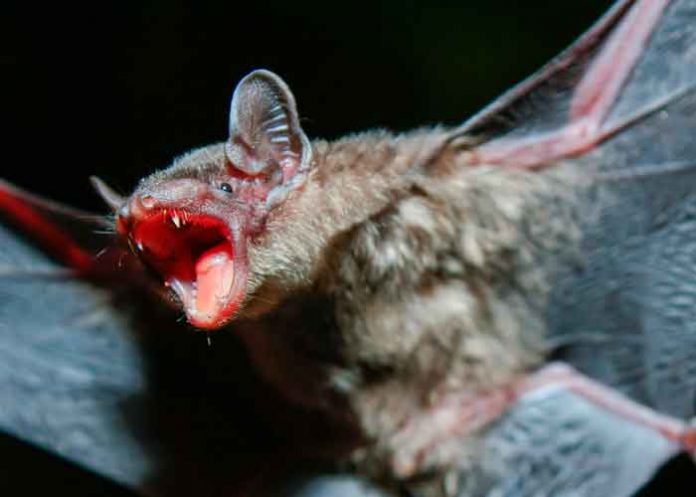 Un hombre muere de rabia tras despertar con un murciélago en su cuello en EE.UU.