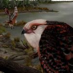 Encuentran un fósil de águila de unos 25 millones de años en Australia