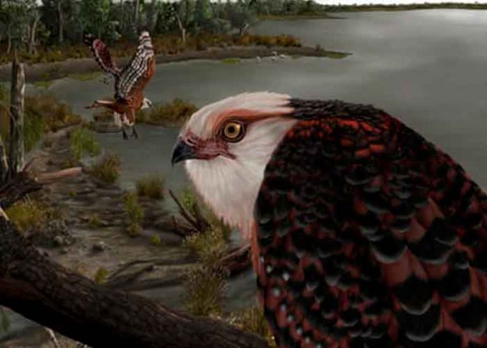 Encuentran un fósil de águila de unos 25 millones de años en Australia