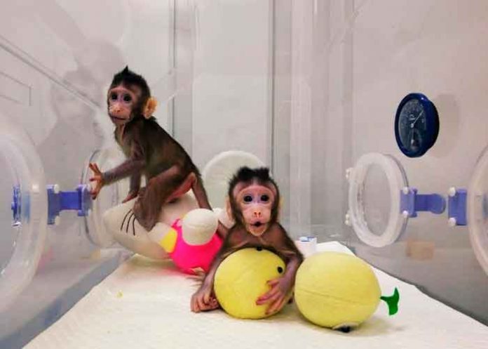 Estudio: Un gen de monos y ratones interfiere con el VIH y el ébola