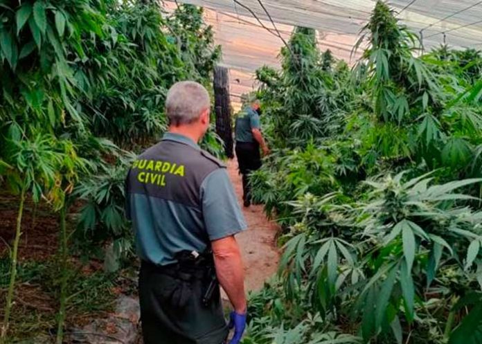 Incautan 9 mil 700 plantas de marihuana en un invernadero de Granada, España