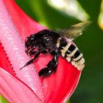 Descubren abeja andrógina: mitad hembra, mitad macho en Ecuador