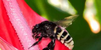 Descubren abeja andrógina: mitad hembra, mitad macho en Ecuador