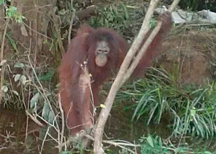 Abominable: Usaban a orangután para placeres sexuales en un burdel