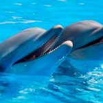 Insólito: Mujer admite que se enamoró y tuvo sexo con un delfín