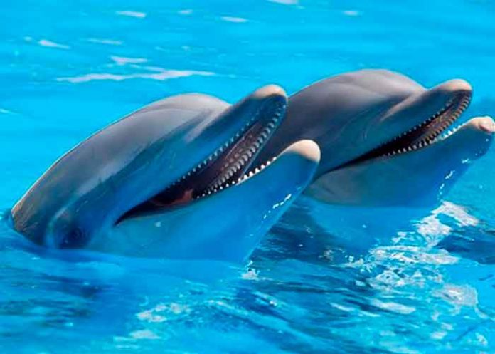 Insólito: Mujer admite que se enamoró y tuvo sexo con un delfín