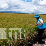 Nueva variedad de arroz resistente al cambió climático