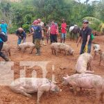 Entrega de bonos de cerdos para familias productoras del Caribe Norte