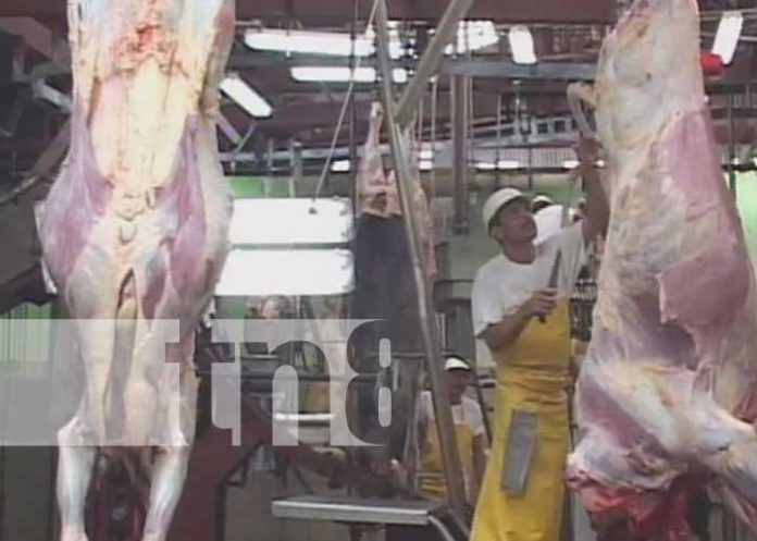 Matadero en Estelí con el cual se exporta carne al extranjero