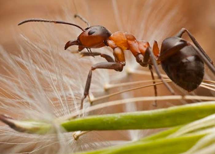 Las hormigas tienen dientes de metal