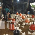 Joven trabaja en una granja de pollos