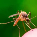 Detectan una variante de malaria resistente a medicamento en África