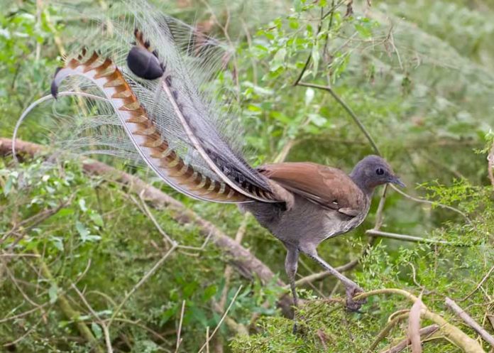 Este pájaro de Australia imita a la perfección el llanto de un bebé humano