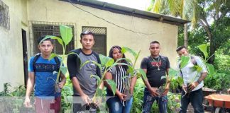 Productores fortalecerán parcelas de plátano con vitroplantas en Ometepe